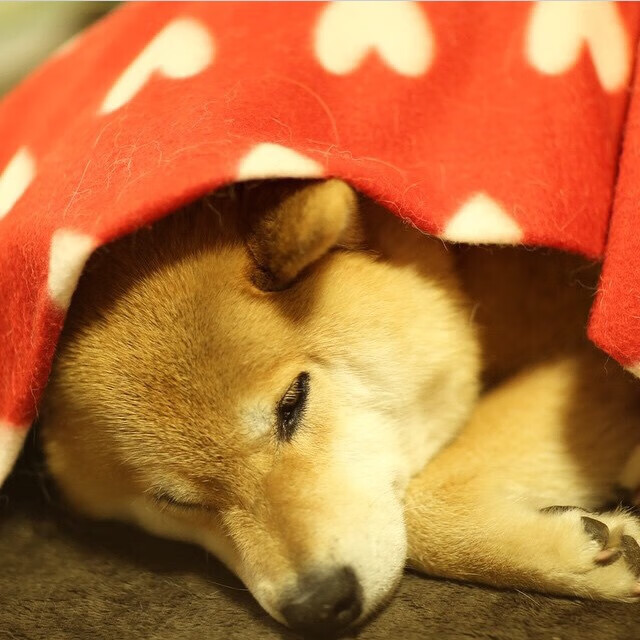 中国足球青训课程注重场上决策能力提升，中国足球青训学校有哪些