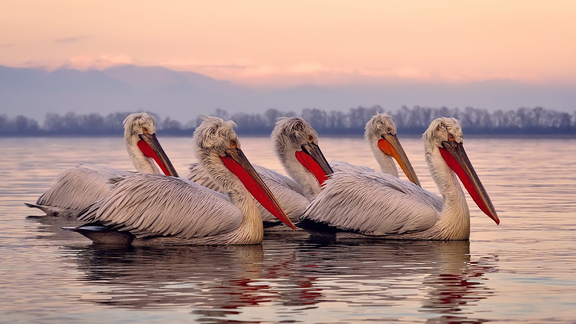 奇库诺娃蛙泳赛场展现惊人爆发力，库尼奇蛙
