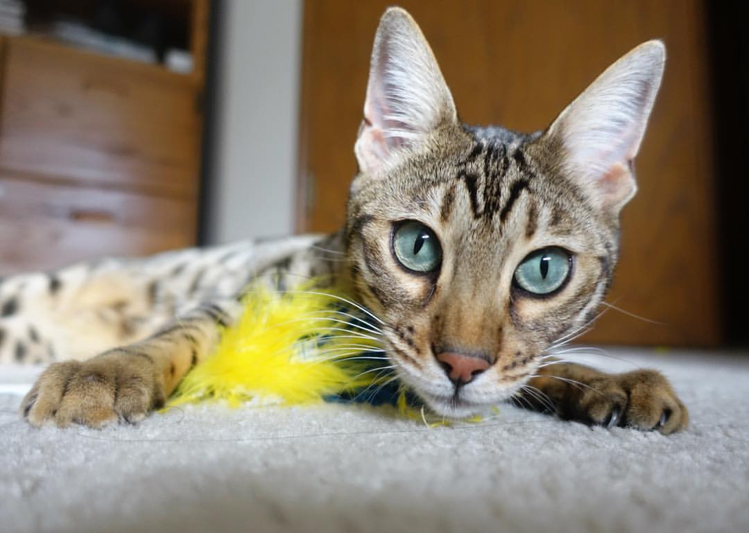 爱游戏综合娱乐-苏炳添谈跑道材质对成绩影响明显，苏炳添途中跑步幅